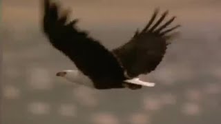 Flamingo Attacked by Fish Eagle  Massive Nature  BBC Earth [upl. by Keating122]