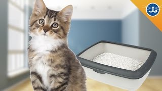 Litter Box Basics [upl. by Roland]