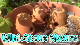 How To Make Bumble Bee Nests From Pots [upl. by Nerok235]