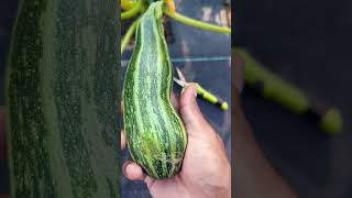 Cocozelle quotMost Flavorful Zucchini Ever quot Quick Harvest tips zucchini squash garden [upl. by Junina]