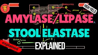 Amylase Lipase Stool elastase Pancreatic enzymes Explained [upl. by Dagny]