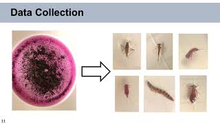 Impacts of Wastewater on Benthic Macroinvertebrates in Summer vs Winter  Chelsea Aristone [upl. by Burchett562]