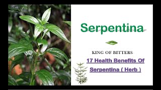 17 Health Benefits of Serpentina Plant  Plant is Life [upl. by Oderf549]