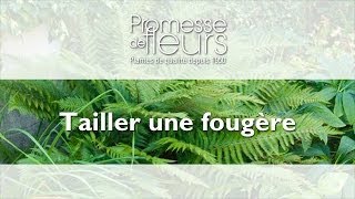 Tailler une Fougère  Vidéo pour le jardin [upl. by Irianat]