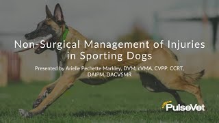 NonSurgical Management of Injuries in Sporting Dogs [upl. by Llenwahs]