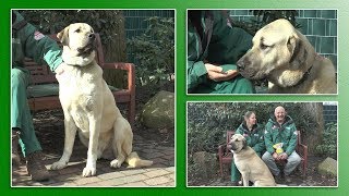 Hundevermittlung  MärzApril 2019 Tierheim Hannover TV [upl. by Yeldar]