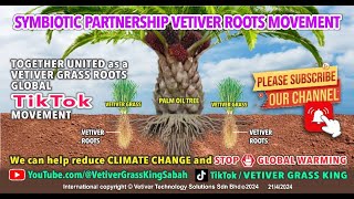 Sustainable Palm Oil Vetiver Grass Innovation quotCut Costs amp Boost Yields in Palm Oil Plantationsquot [upl. by Rap]