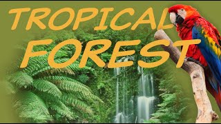 Explore the TROPICAL FOREST Biome 🦜 Nature Ecology amp Environment [upl. by Yracaz886]