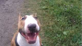 Mini Bull Terrier barking [upl. by Lyrrehs]