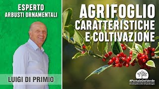 Agrifoglio o Ilex come coltivarlo e caratteristiche [upl. by Htessil]