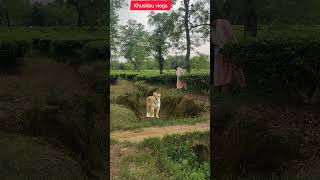 I Filmed The Rare Royal Bengal Tiger tiger wildlife shorts [upl. by Snodgrass]