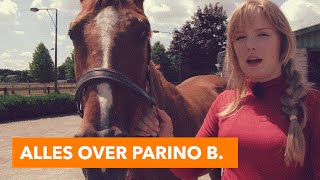 Alles over Parino B  PaardenpraatTV [upl. by Ryan]