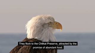 Bald Eagle Sanctuary Chilkat Preserve [upl. by Haleehs]