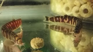 Kuhli Loach  how to care tank mates feeding and breeding kuhli loach [upl. by Newfeld]