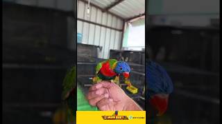 exoticbirdsfarm birds lorikeet viralshorts [upl. by Anikehs]