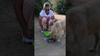 Senior Dog Tired of Living at the Street Asked to Help him dog straydog streetdog [upl. by Anitnauq835]