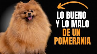 POMERANIA VENTAJAS Y DESVENTAJAS DE TENER UNO [upl. by Wordoow]