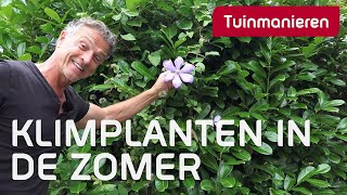 Klimplanten soorten en wat te doen in juli  Plantenkennis  Tuinmanieren [upl. by Enoryt]