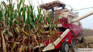 Combine Harvester Amazing Work  Corn Harvesting with Preet 987 [upl. by Haleehs373]