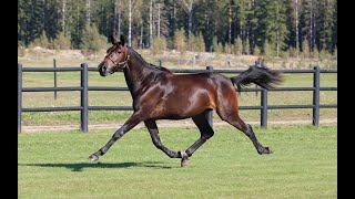 12 TOODELOO ZON Googoo GaagaaDarling UMCantab Hall Åby Yearling Sale24 [upl. by Dorinda519]