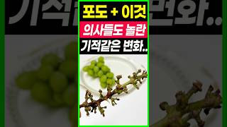 포도가지는 절대로 버리지 마세요 금보다 더귀한 포도송이가지 포도 효능심혈관질환예방 레스베라트롤사과 당뇨예방 항산화 건강음식 [upl. by Lubbi]