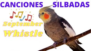 👉🦜Canciones silbadas para Ninfas  Loros  cacatuas September Whistle [upl. by Ahsiel364]