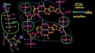 Estructura molecular del ADN  Macromoléculas  Biología  Khan Academy en Español [upl. by Reerg30]