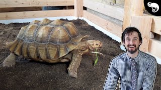 Big Daddy The Sulcata Tortoise Gets A HUGE Enclosure Upgrade [upl. by Oicnerual787]