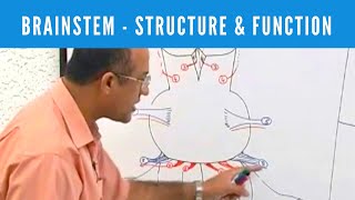 Brainstem  Structure and Function  Neuroanatomy [upl. by Eelorac]