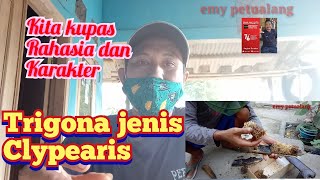 Kita kupas habis rahasia dan karakter lebah trigona jenis clypearis [upl. by Tressa493]