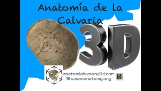 Cráneo Anatomía de la Calvaria Calota Enseñada desde muestras absolutamentes reales 3D [upl. by Ammon]