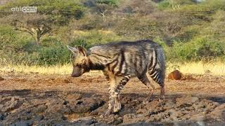 Stunning Striped Hyena In Morning Light [upl. by Inalaehak]