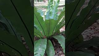 Asplenium Nidus  Birds Nest Fern [upl. by Sirref]