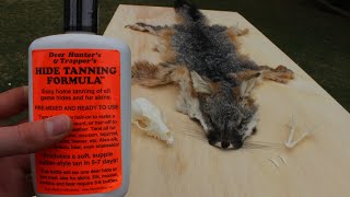 Grey Fox Fur Pelt HIDE TANNING Demo using Hunters Tanning Formula Start to Finish [upl. by Laurent]