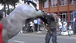 DAPS Viral Video Commentary 4  guy Get Kicked in Face By Horse [upl. by Havstad]