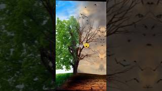 ENVIRONMENT DAY STATUS VIDEOSAVE TREE SAVE LIFE Savetree [upl. by Nakre]