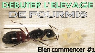 Comment débuter dans lélevage de Fourmis  Partie 1  Bien commencer [upl. by Lan]