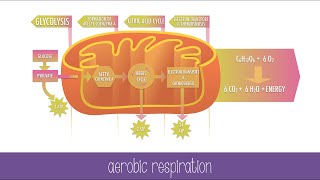 Cellular Respiration Steps and Pathways [upl. by Guss642]