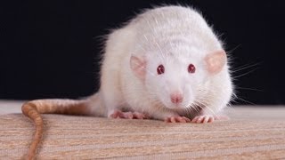 Facts amp Myths  Pet Rats [upl. by Anyl]