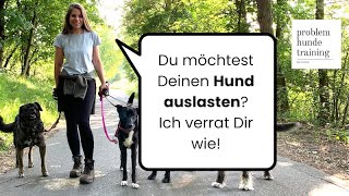 Du möchtest Deinen Hund auslasten Hier erfährst du wie das geht [upl. by Llennoj]