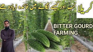 Bitter Gourd کریلا  Karela Farming in tunnel farm bamboo and open fields HindiUrdu  IR FARM [upl. by Aceber]