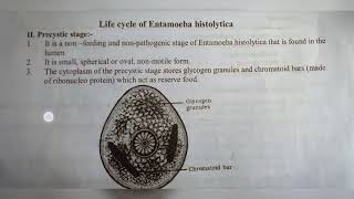 ENTAMOEBA HISTOLYTICA  NOTES   INTER 1ST YEAR  BY PHANINDRA GUPTA [upl. by Abil414]