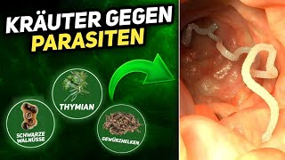 7 Kräuter gegen Parasiten im Körper [upl. by Putscher]