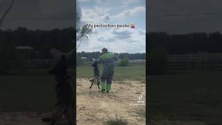 Protection dog Belgian Malinois belgianmalinois dog malinois dogtraining [upl. by Andersen]