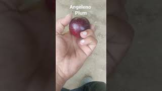 Angeleno Plum first Sample 2022  Stone fruit [upl. by Ellehsor98]