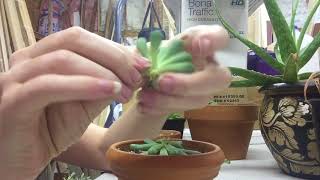 Pruning Etiolated Succulents  Leaf And Stem Propogation [upl. by Adiaroz595]