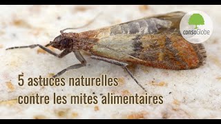 5 astuces naturelles contre les mites alimentaires [upl. by Oiratnom110]