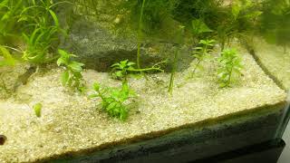 20g Planted DSM Guppy Tank Talk [upl. by Eednas]