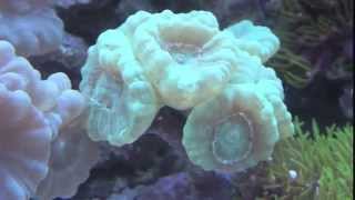 Candy Cane Coral  Great Colors HD [upl. by Ball]