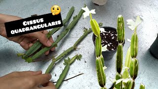 I explained all the information about Cissus quadrangularis in 2 minutes [upl. by Lettie]